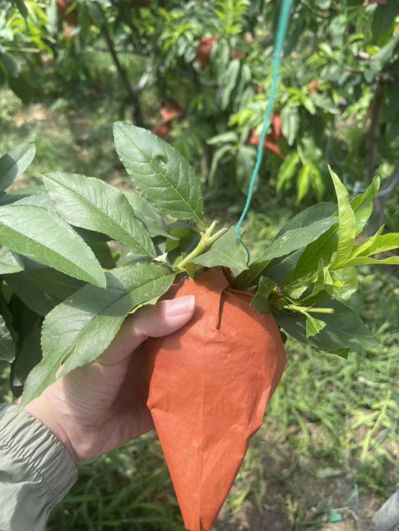 可以撕皮爆汁的江苏水蜜桃
