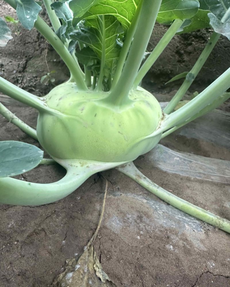 精品苤蓝皮翠绿球扁圆