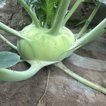 精品苤蓝产地直供无筋皮翠绿球扁圆