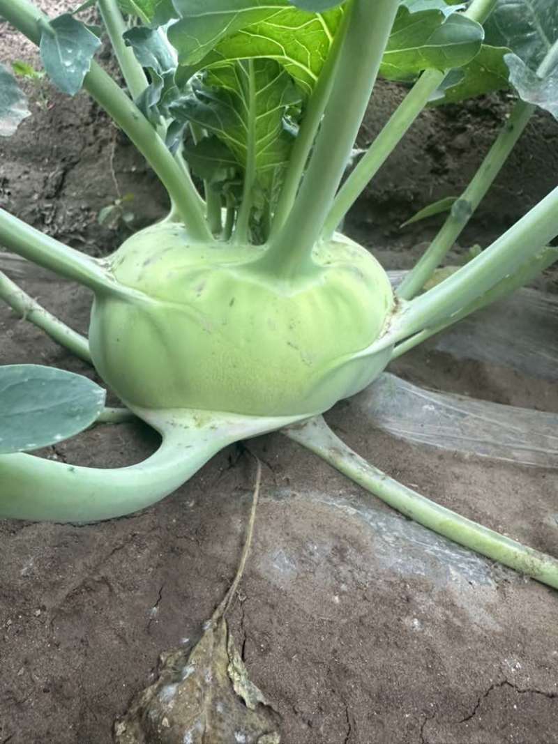 精品苤蓝产地直供无筋皮翠绿球扁圆