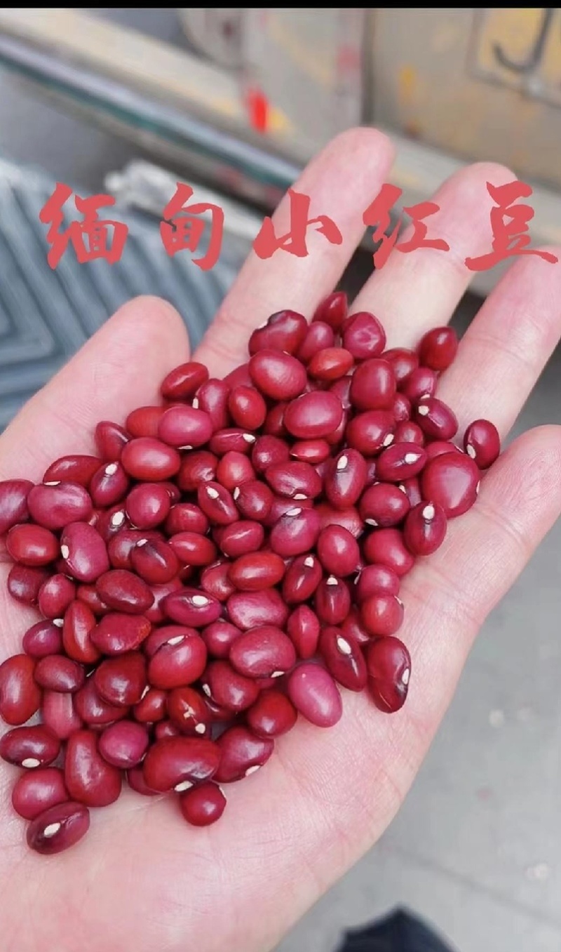 小扁豆，扁红芸豆，可煲粥煮汤，颗粒饱满，好煮易烂。