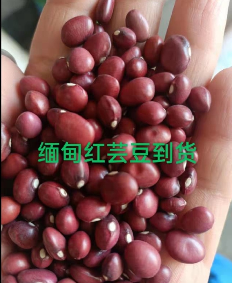 小扁豆，扁红芸豆，可煲粥煮汤，颗粒饱满，好煮易烂。