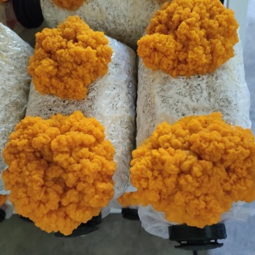 食用黄金耳