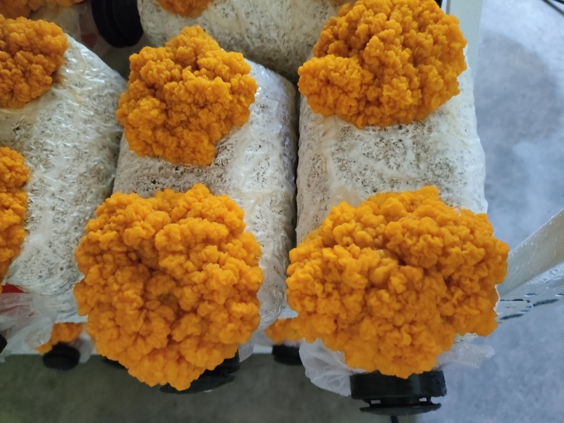 食用黄金耳