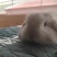 宠物兔