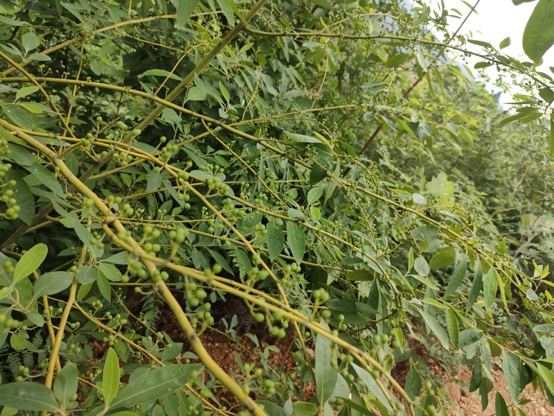 木姜籽(山胡椒7