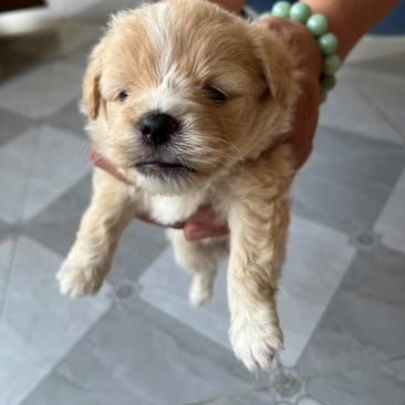 小狗