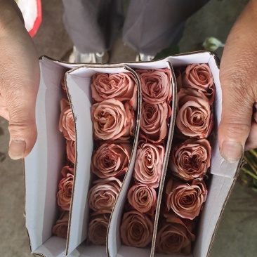 玫瑰花