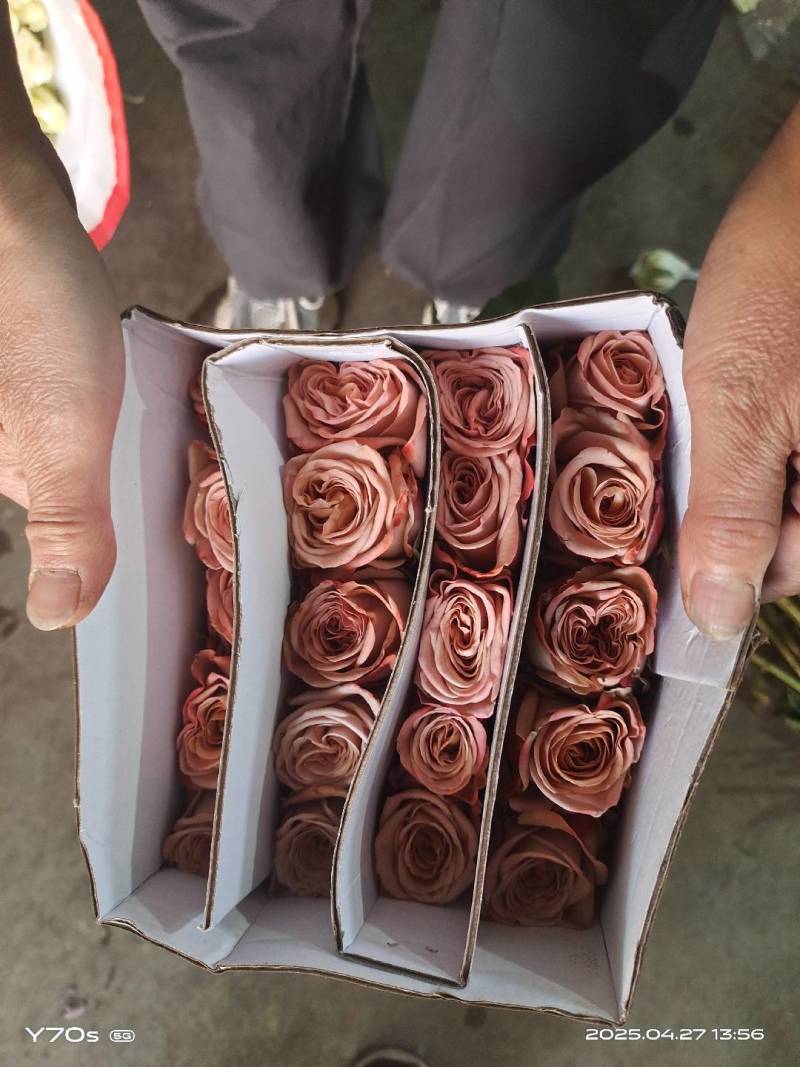 玫瑰花