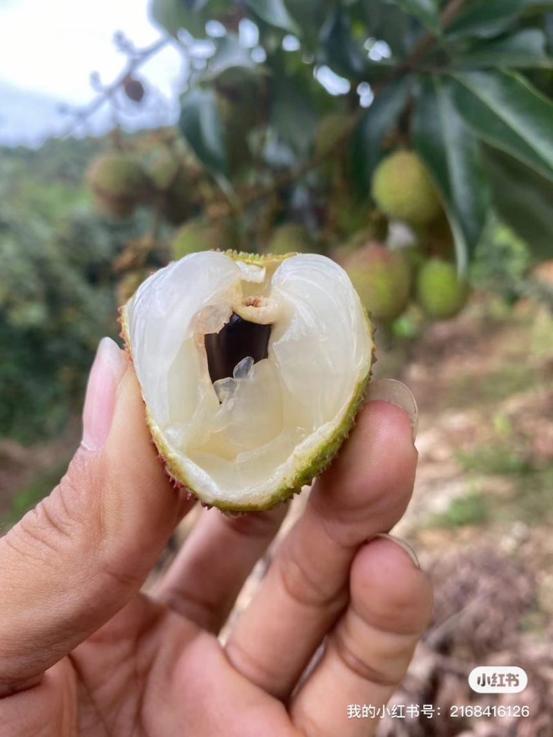 广东妃子笑荔枝产地直供全国批发支持一件代发