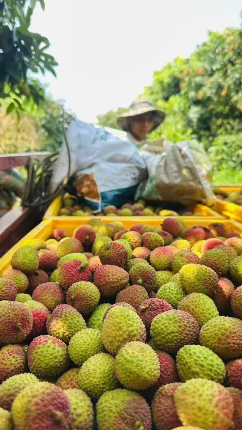 广东妃子笑荔枝产地直供全国批发支持一件代发
