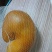 鸡宝