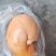 鸡宝