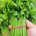 特香树仔菜
