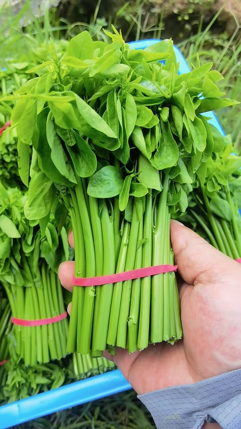 特香树仔菜