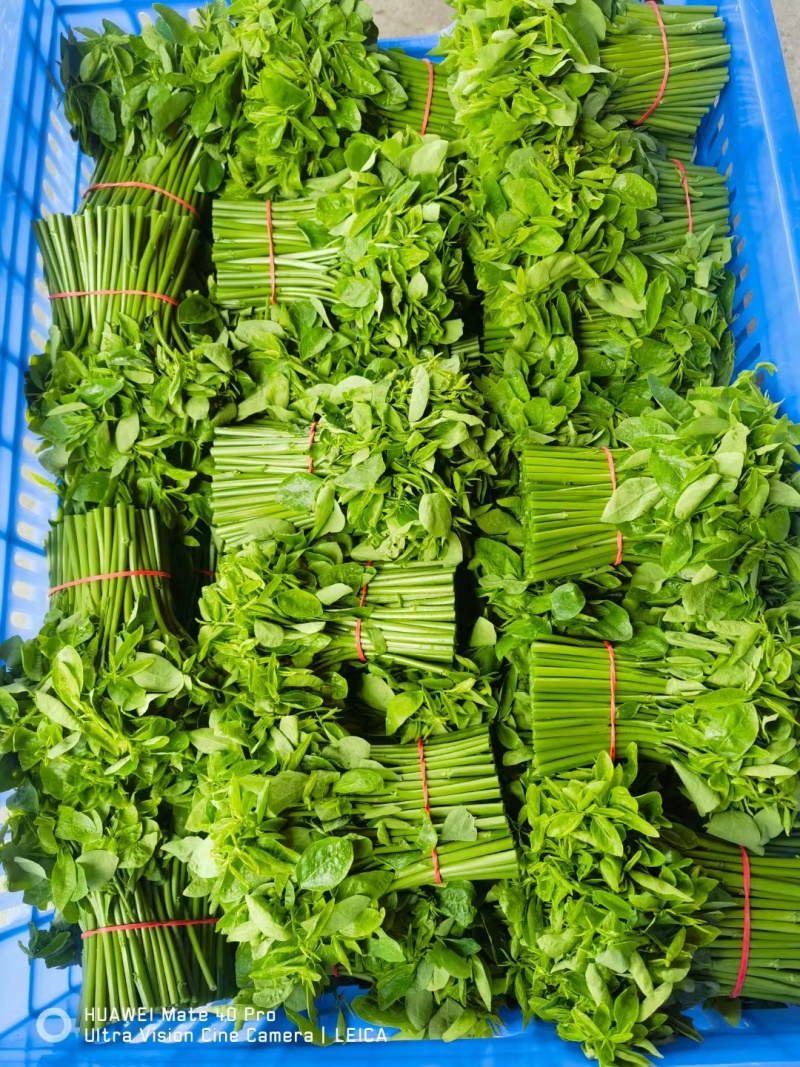 特香树仔菜