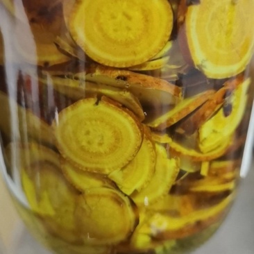 野生土大黄