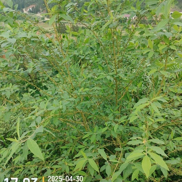众田卓地