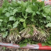 东北红杆大叶芹山野菜产地直发质量保证现买现拔