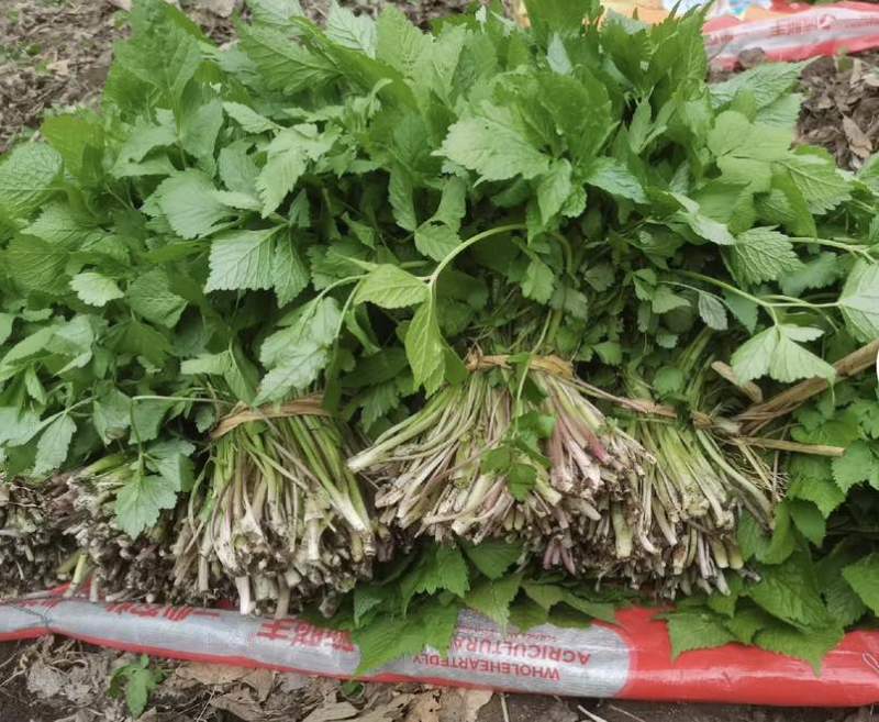 东北红杆大叶芹山野菜产地直发质量保证现买现拔