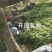 东北红杆大叶芹山野菜产地直发质量保证现买现拔