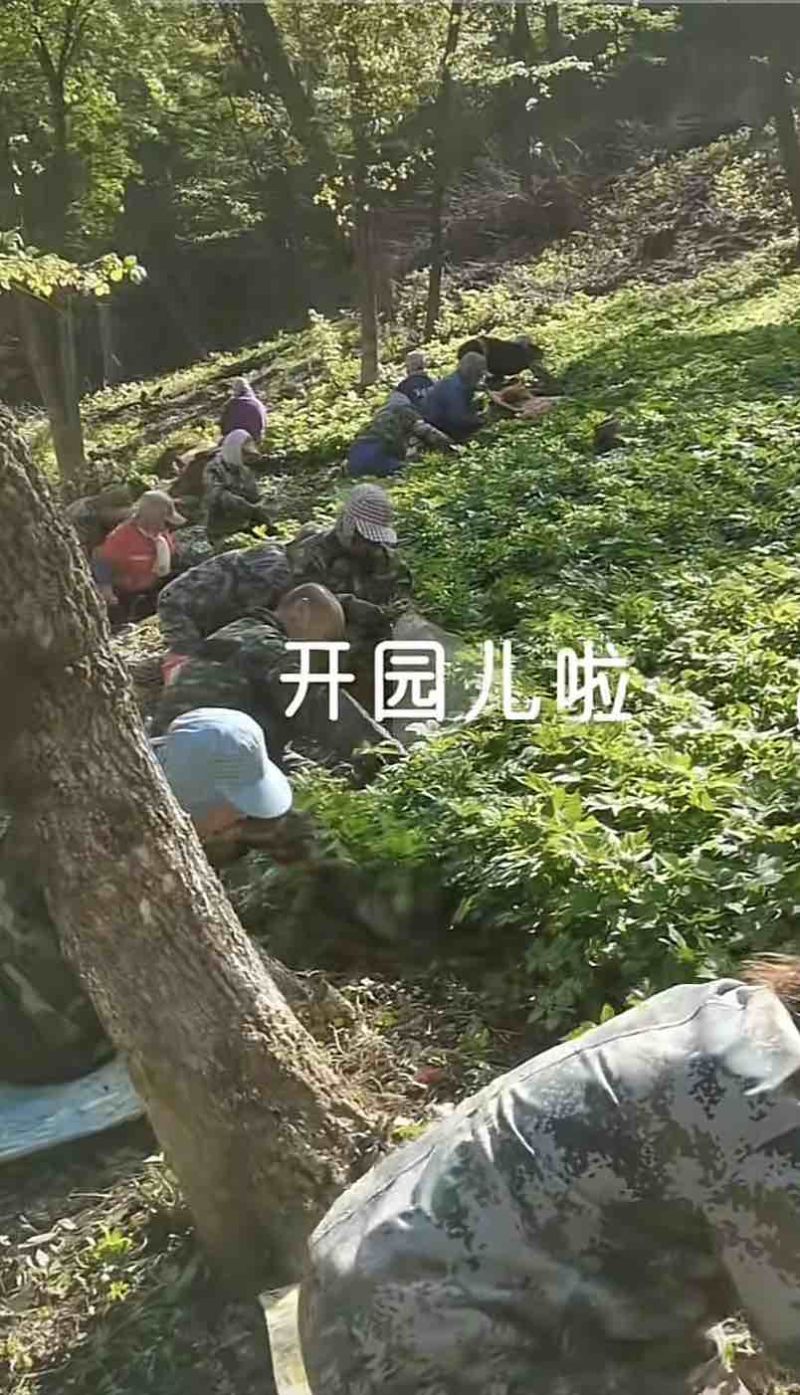 东北红杆大叶芹山野菜产地直发质量保证现买现拔