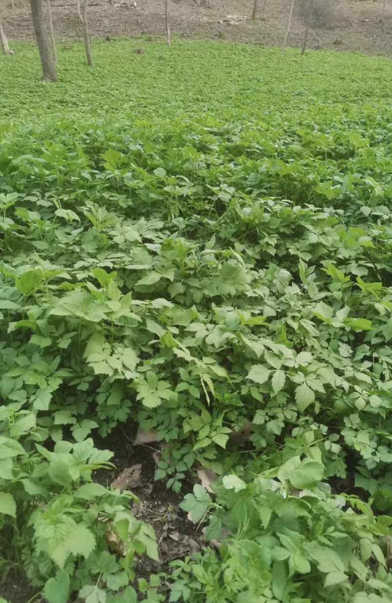 东北红杆大叶芹山野菜产地直发质量保证现买现拔