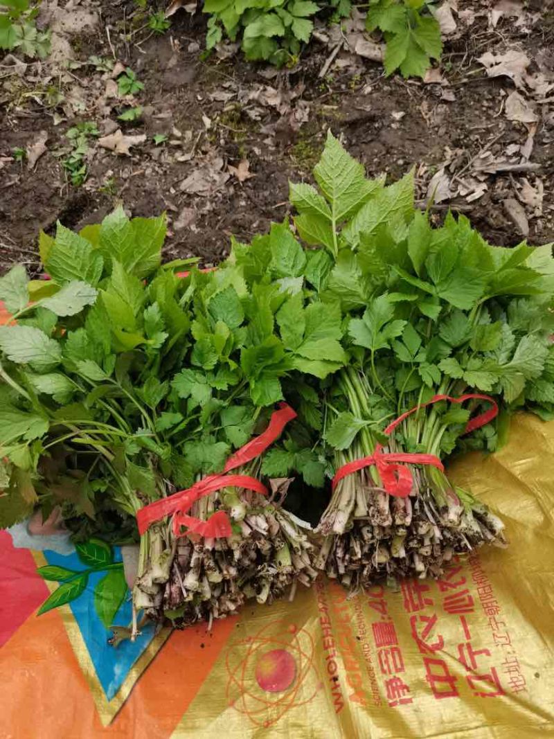 东北红杆大叶芹山野菜产地直发质量保证现买现拔