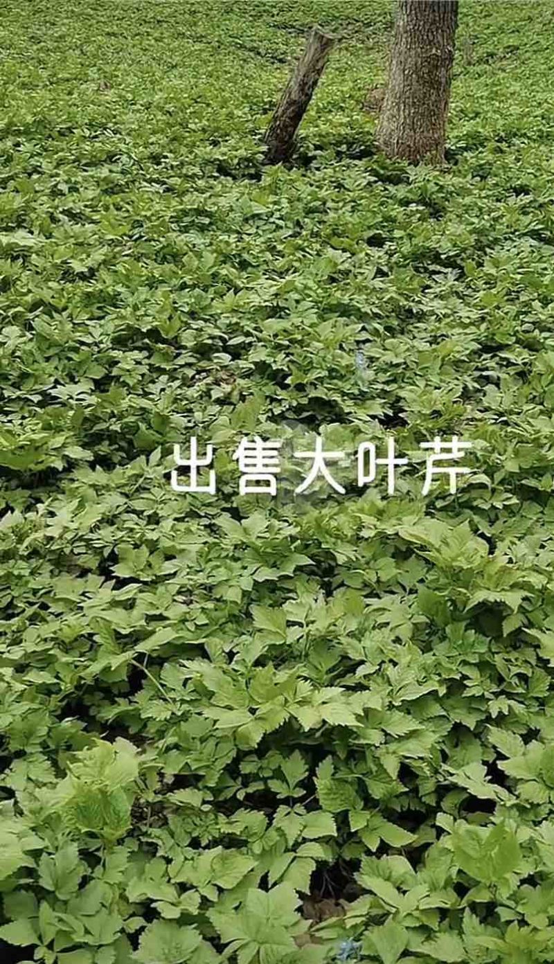 东北红杆大叶芹山野菜产地直发质量保证现买现拔