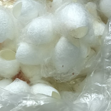 蚕丝