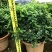 清香木400盆单支都有带价