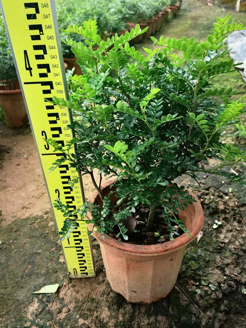 清香木400盆单支都有带价