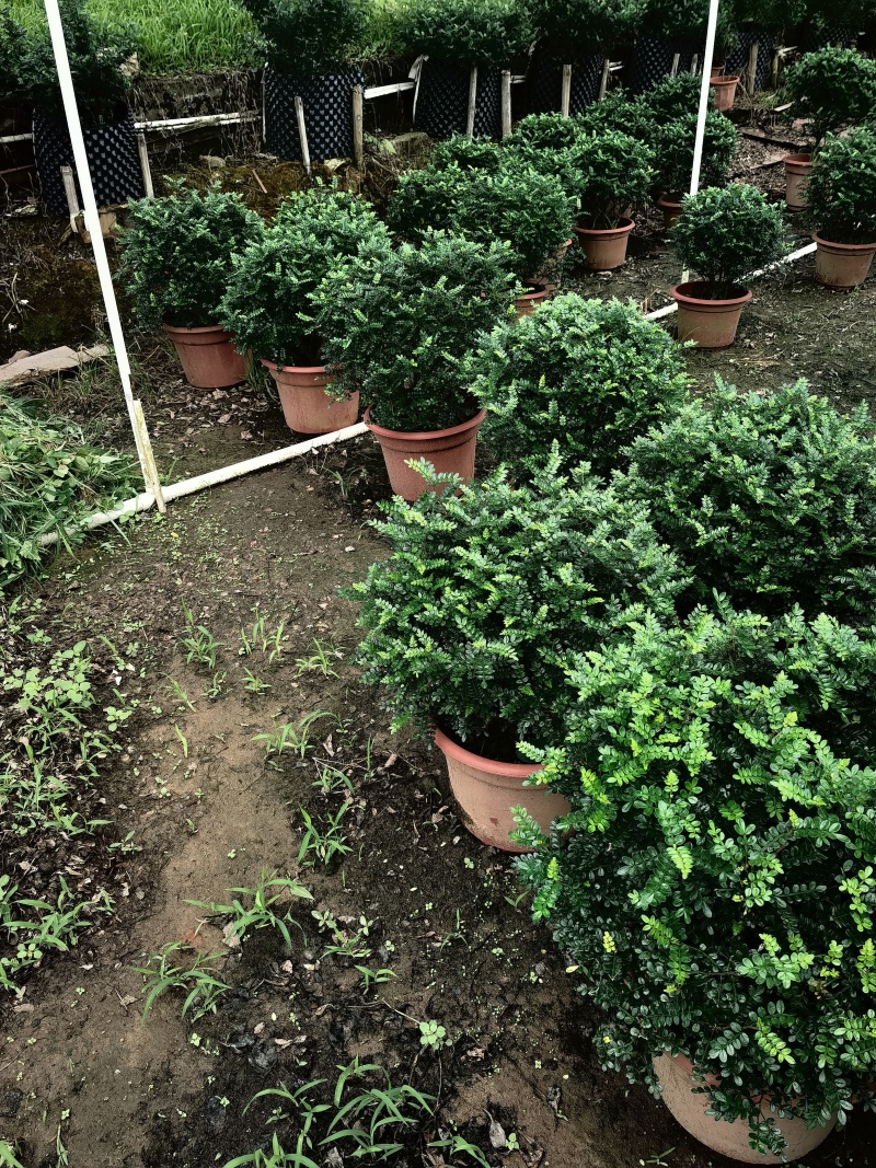 清香木400盆单支都有带价