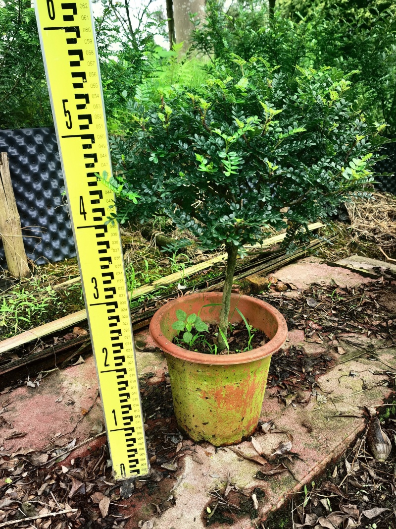 清香木400盆单支都有带价