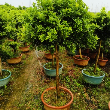 米兰高装独杆带价带价看合适有优惠