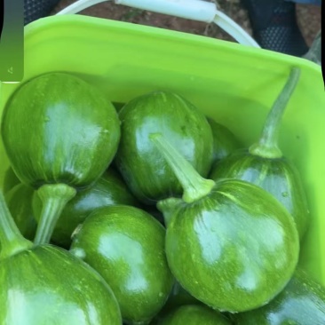 凉山会理小白瓜