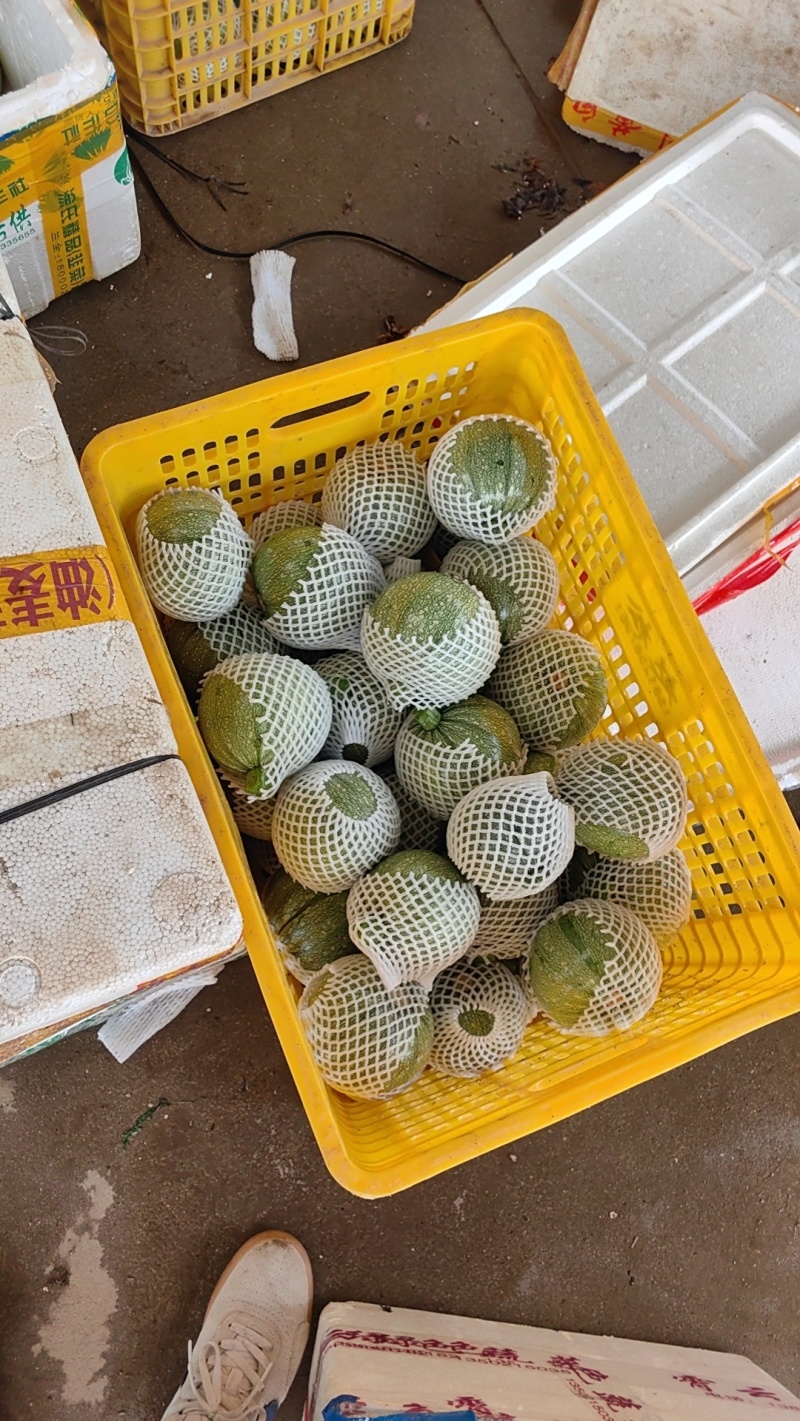 嫩南瓜