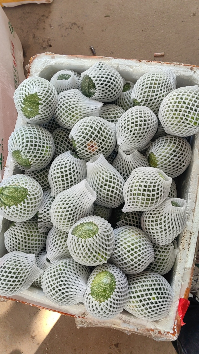 嫩南瓜