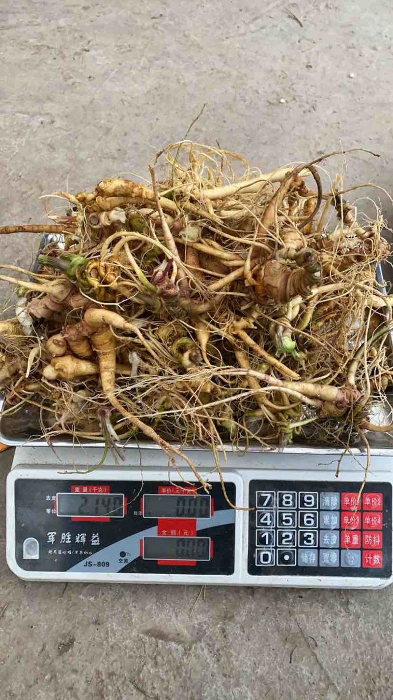 四川野生土三七，数量多，有需要的随时联系