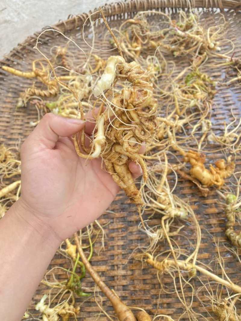 四川野生土三七，数量多，有需要的随时联系