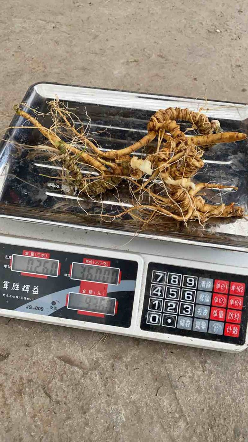 四川野生土三七，数量多，有需要的随时联系