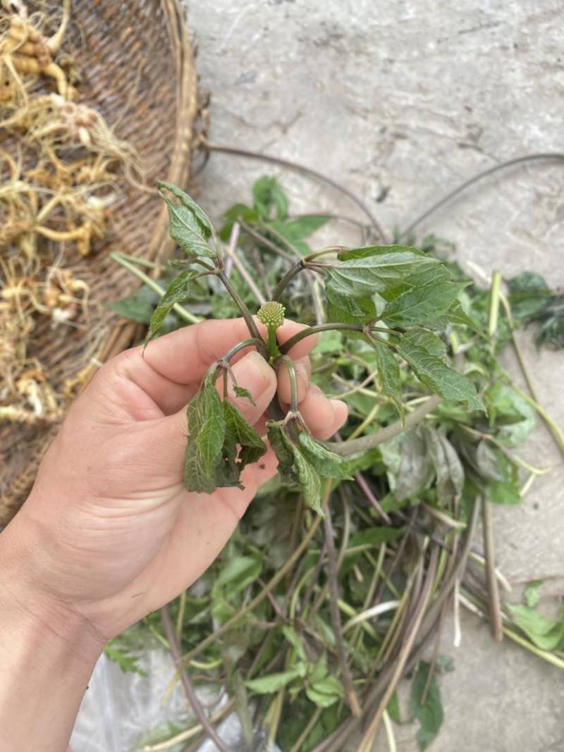 四川野生土三七，数量多，有需要的随时联系