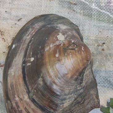 野生河蚌