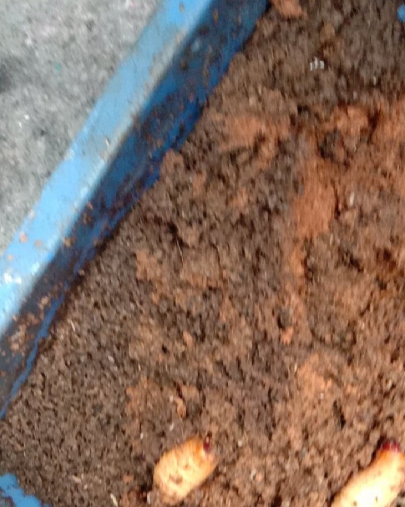 竹虫