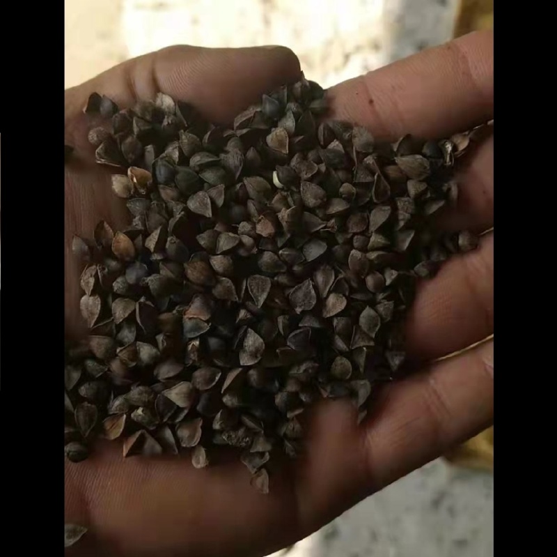 荞麦，甜荞，带壳荞麦，酿酒荞麦，三角荞麦，杂粮粗粮