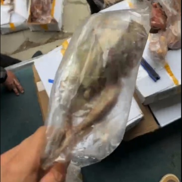 鸽子有货