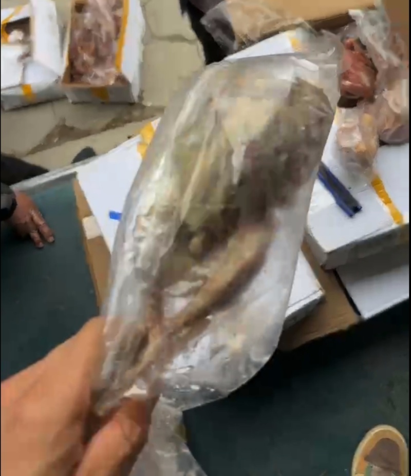 鸽子有货