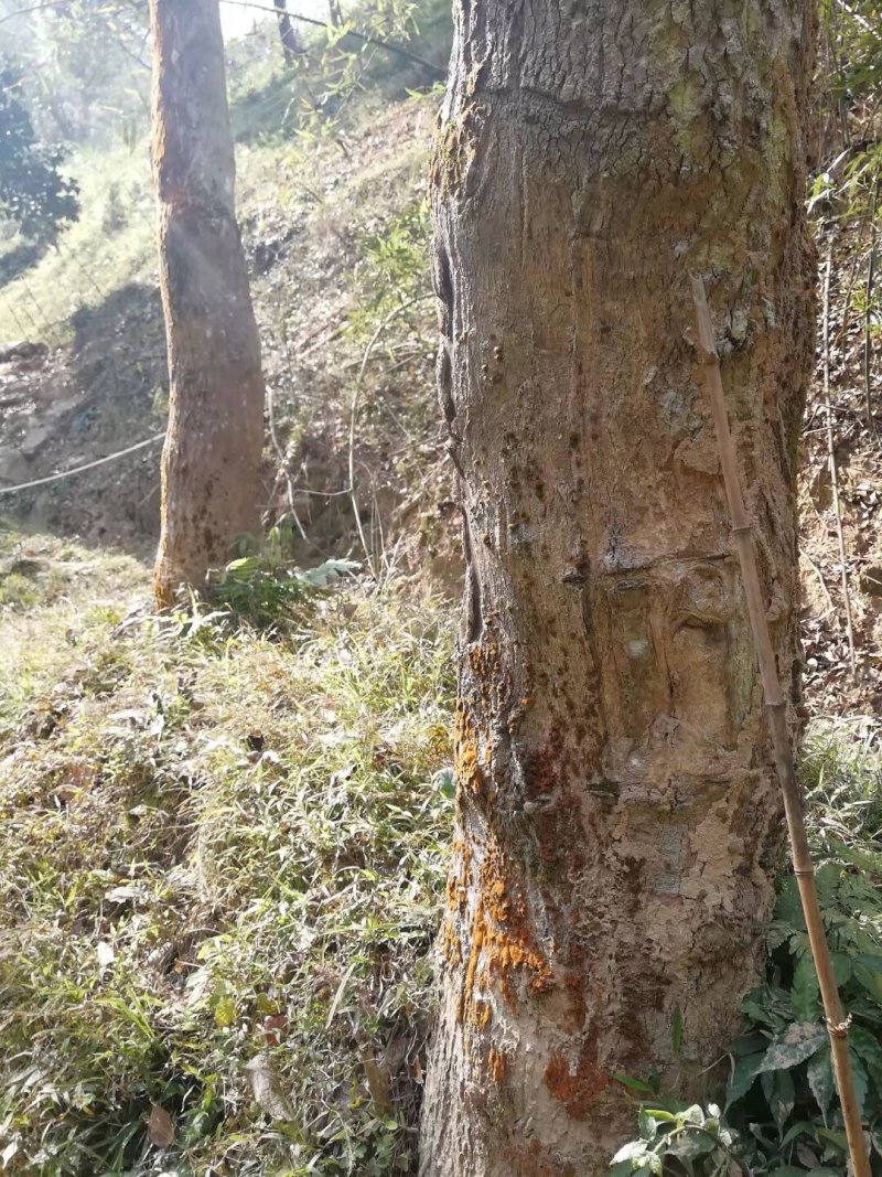 30年老杜仲树，有1000棵左右