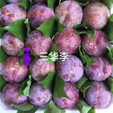 三华李一件代发厂家直发