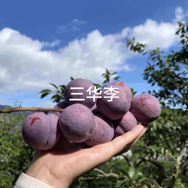 三华李一件代发厂家直发